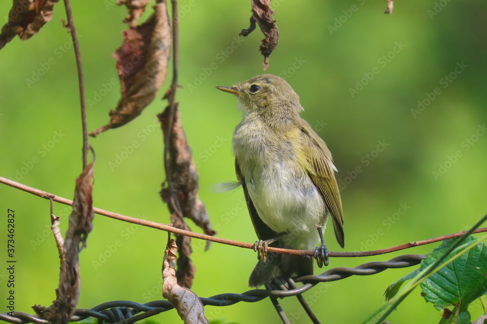 Close-up common chaffinch - small cute bird Close-up common chaffinch - small cute bird