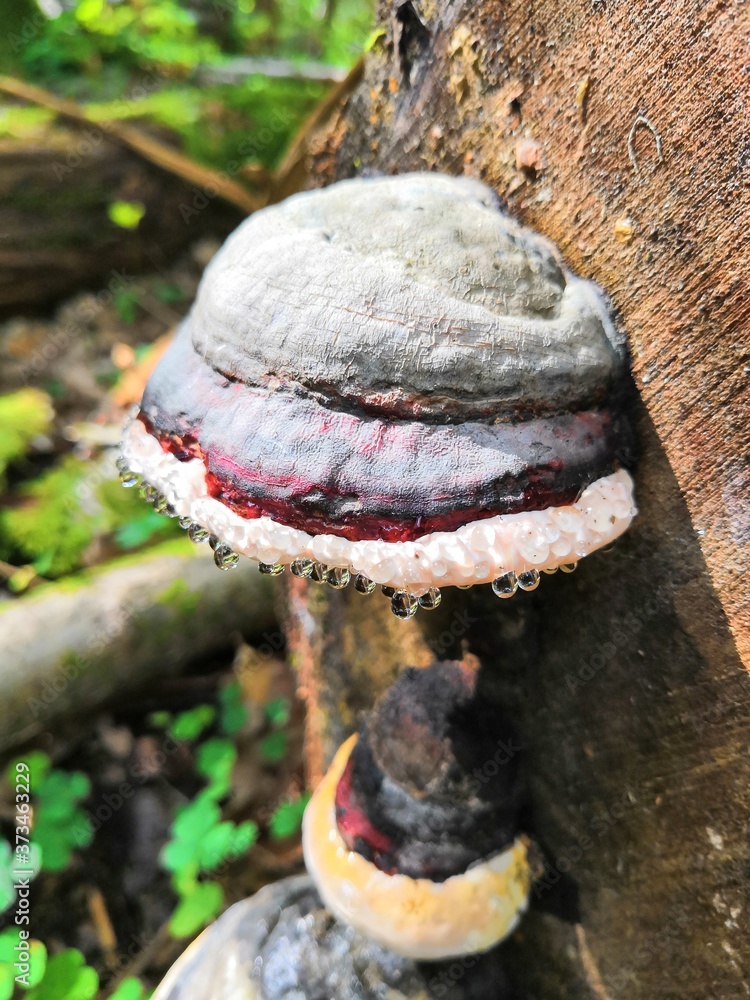 Obraz premium mushroom on a tree trunk