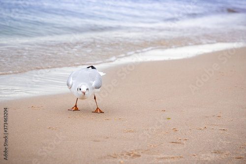 A Seagull on the seashore leans over and looks directly at the camera