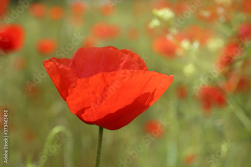 Beautiful red poppy flower growing in field  closeup