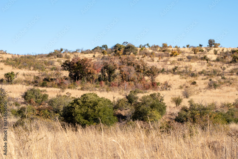 Dry african landscape and trees in winter.