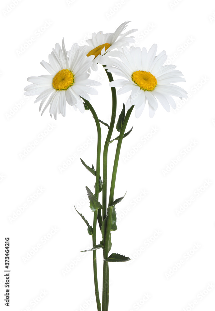 Bouquet of beautiful chamomile flowers on white background Bouquet of beautiful chamomile flowers on white background