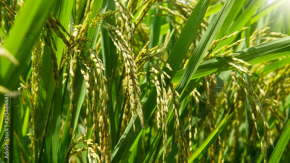 Obraz premium Rice Plants close-up detail of grains
