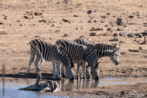 A small herd of zebra drinking at a drying up water hole.