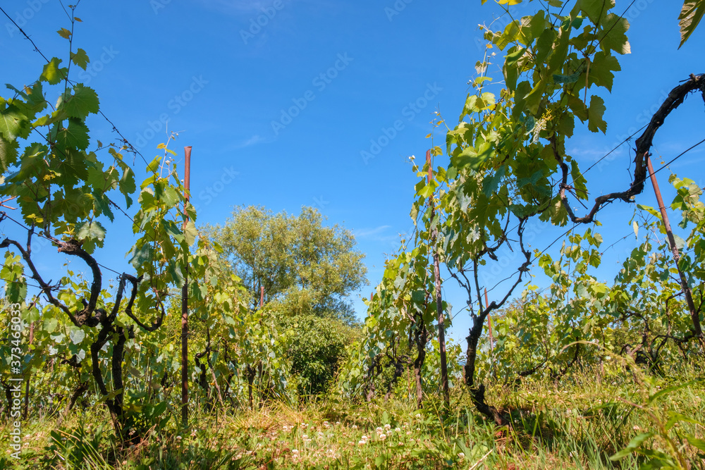 View at vineyard fields in sunny day