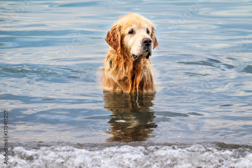 Golden retriever dog swimming