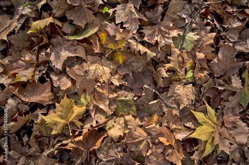 Autumn leaves in a park on the ground
