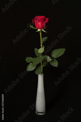 Red rose on a black background
