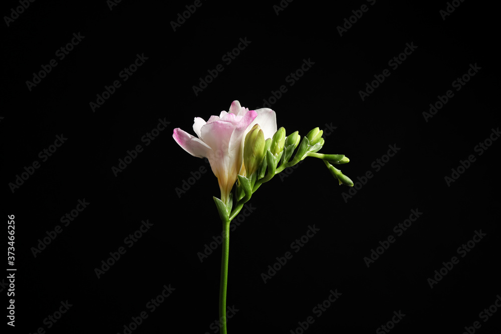 Beautiful tender freesia flower on black background