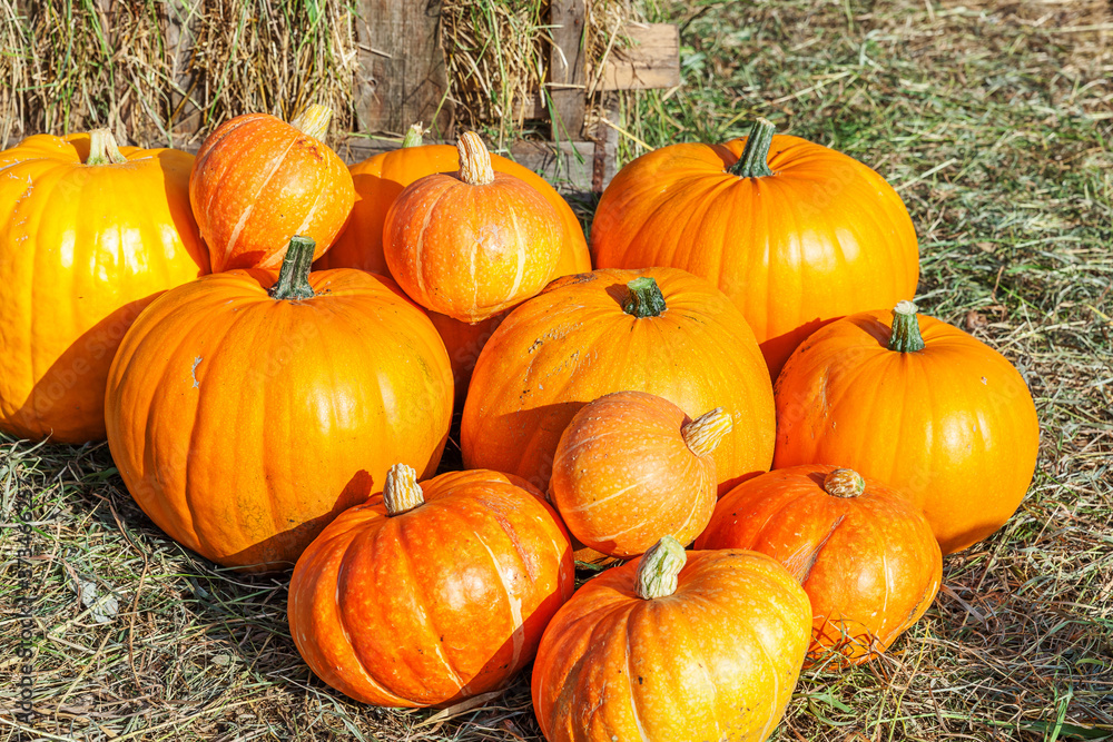 Natural autumn fall view pumpkin on eco farm background. Inspirational october or september wallpaper. Change of seasons, ripe organic food concept. Halloween party Thanksgiving day. Natural autumn fall view pumpkin on eco farm background. Inspirational october or september wallpaper. Change of seasons, ripe organic food concept. Halloween party Thanksgiving day.