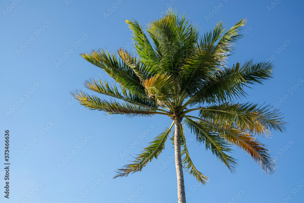 Palm tree and sun flare against clear blue sky