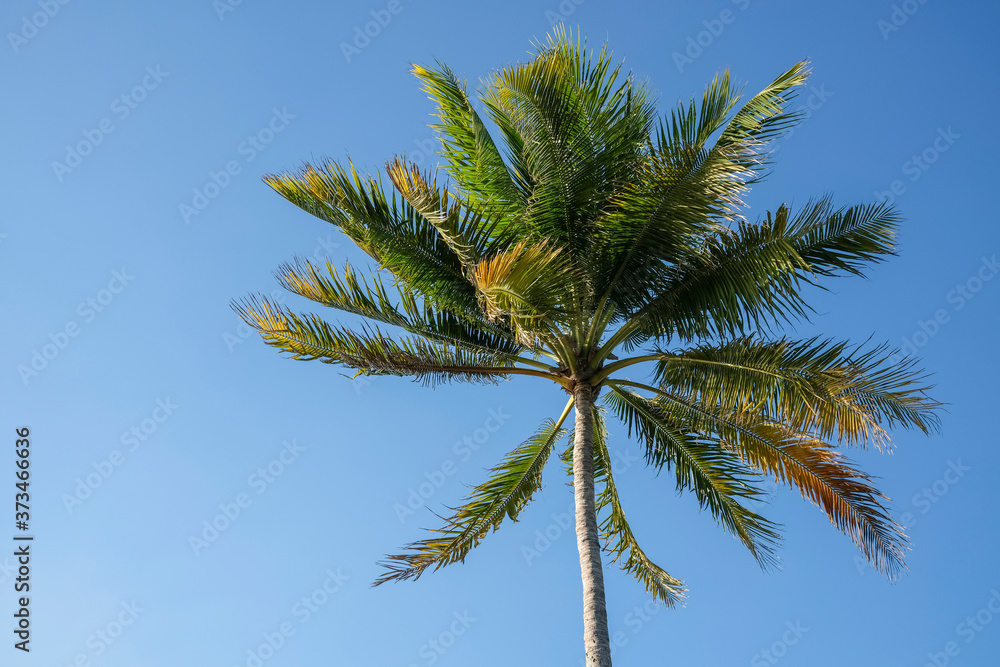 Palm tree and sun flare against clear blue sky Palm tree and sun flare against clear blue sky