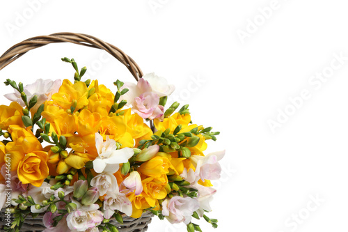 Beautiful blooming freesias in wicker basket on white background, closeup