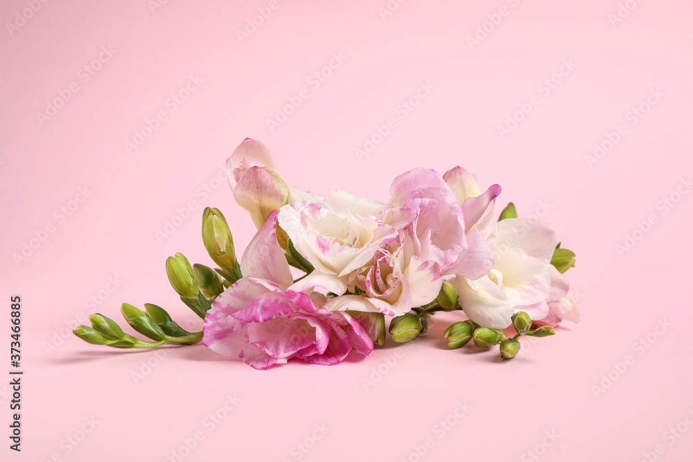 Beautiful blooming freesia flowers on pink background