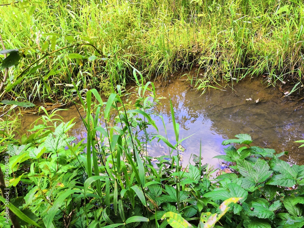 Naklejka premium grass and water