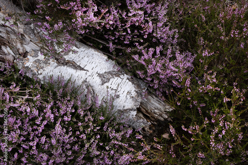 old silver birch tree after fire, dead with new growth of purple meadow flower