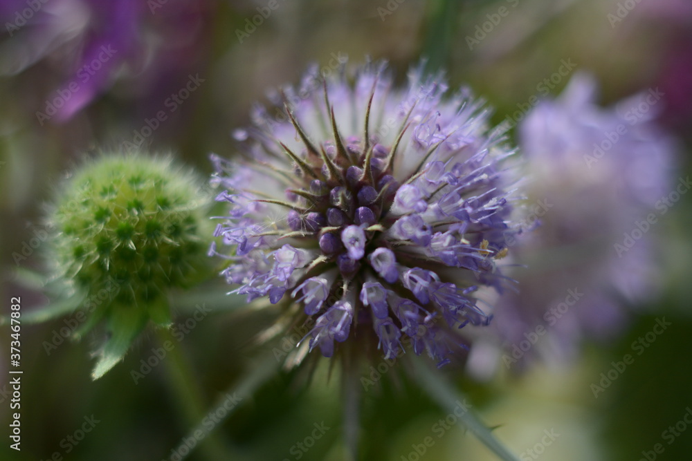 Forest plants - pink milk thistle and other Forest plants - pink milk thistle and other
