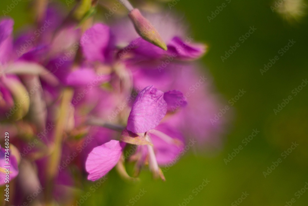 Forest pink medicinal chamaenerion close-up Forest pink medicinal chamaenerion close-up