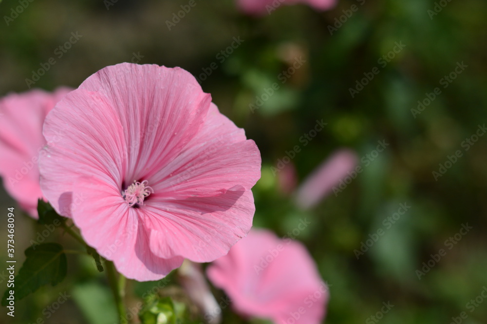 Pink mallow flowers in the garden close up Pink mallow flowers in the garden close up