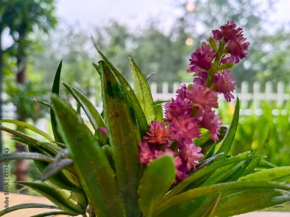 Obraz premium butterfly on a flower