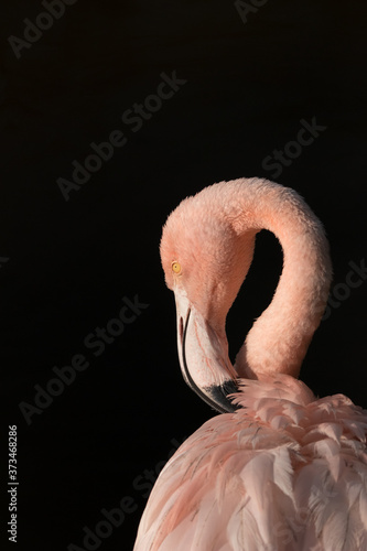 Fototapeta Naklejka Na Ścianę i Meble -  Pink flamingo and black background
