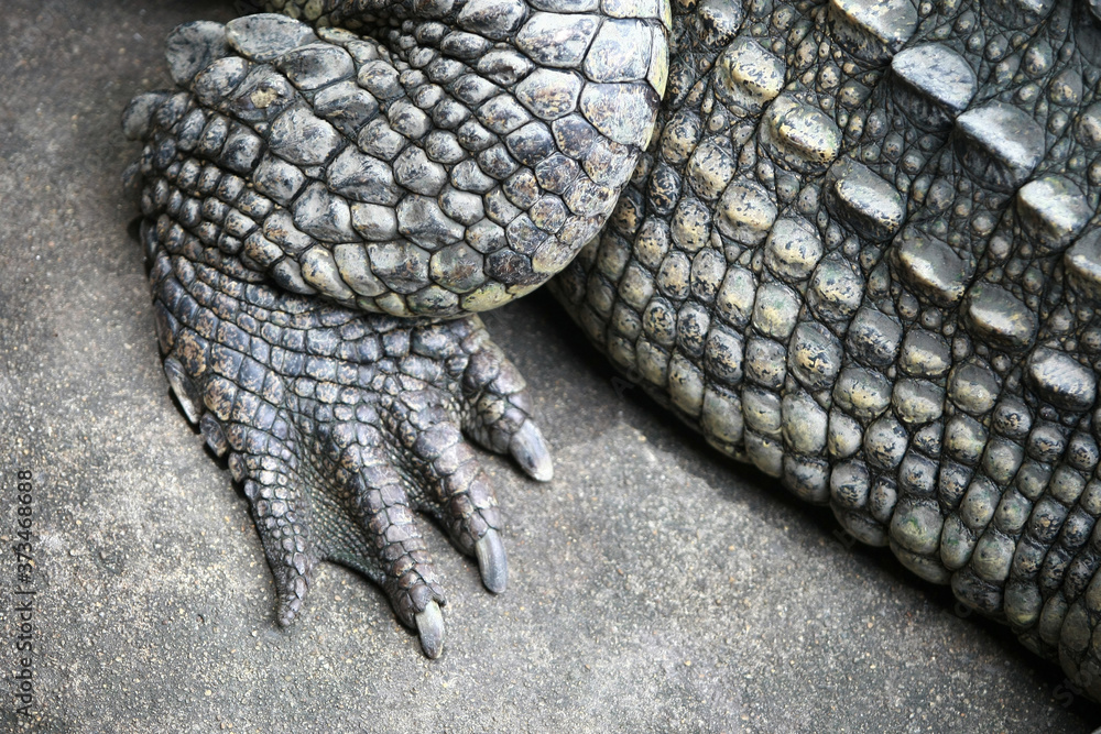 Fototapeta premium The big crocodile in the farm