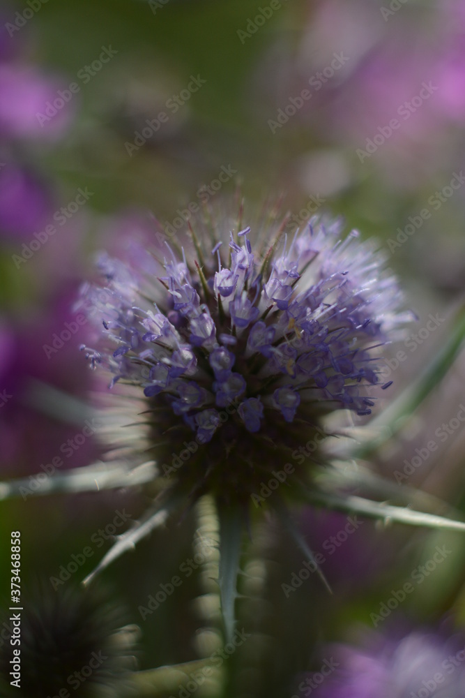 Beautiful pink forest silybum marianum flower  close up