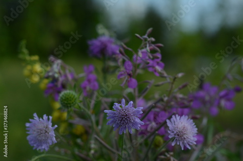 Beautiful pink forest flowers close-up on blurred forest background