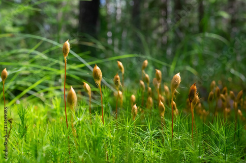 Quadro em tela Microscopic moss Sporophyte Calyptra of Polytrichum commune.