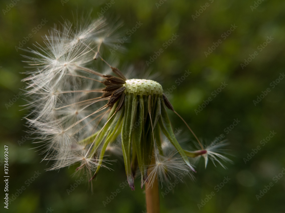 Fototapeta premium A close-up view of the dandelion from which the wind blew most of the seeds against a green blurred background.