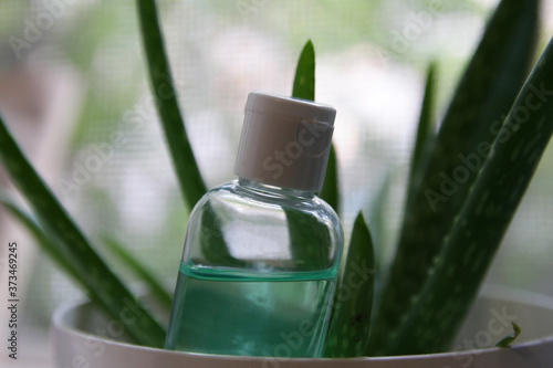 Sanitizer gel and aloe vera plant