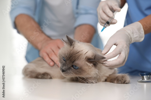 Professional veterinarian vaccinating cat in clinic, closeup © New Africa