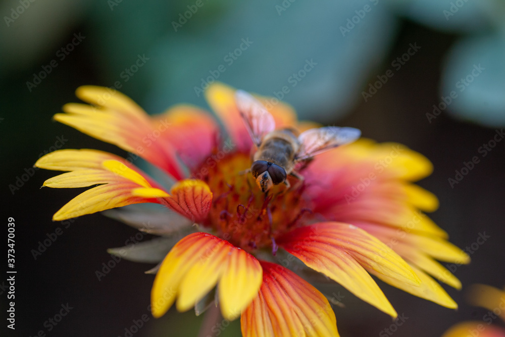 Hoverfly on yellow dandelion flower Hoverfly on yellow dandelion flower