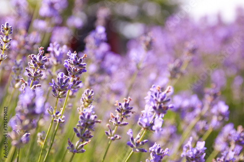 Beautiful blooming lavender field on summer day  closeup