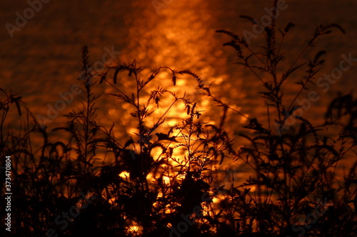 fire in the woods