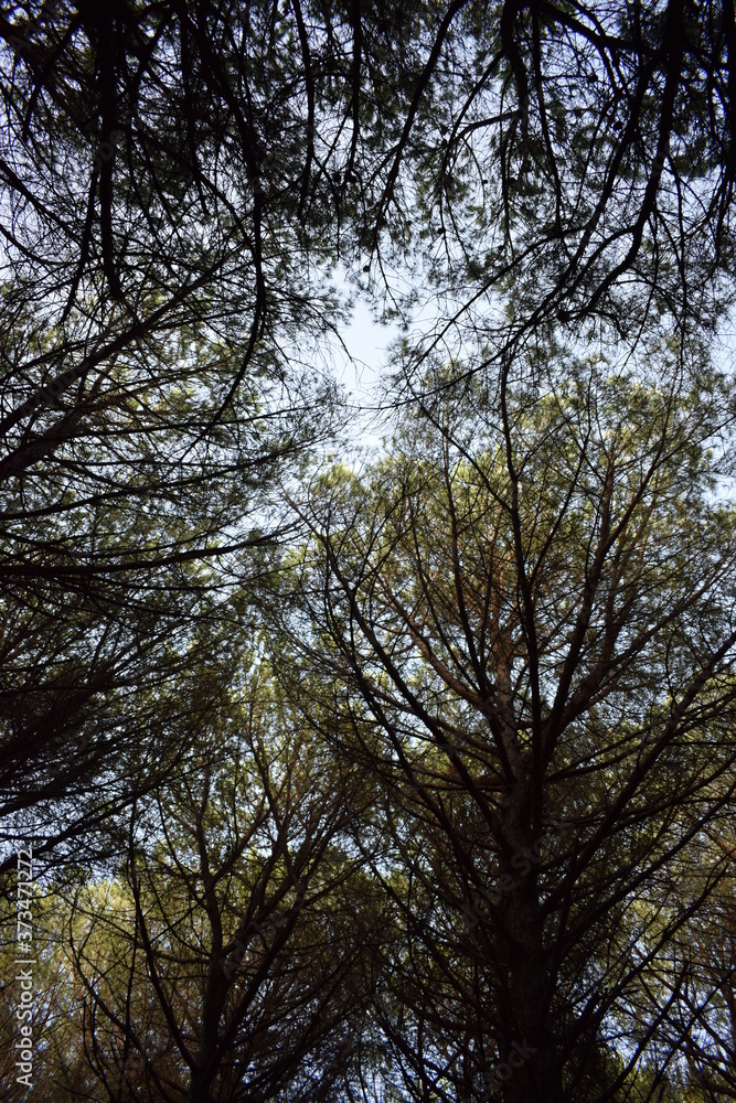 The pinewood of Marina di Cecina, pine trees and vegetation in the forest near to the seashore, Tuscany, Italy The pinewood of Marina di Cecina, pine trees and vegetation in the forest near to the seashore, Tuscany, Italy