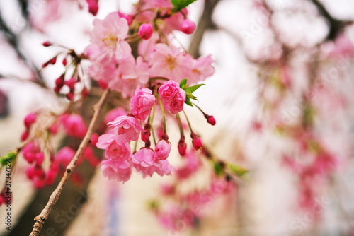 見頃を迎えた公園の枝垂れ桜