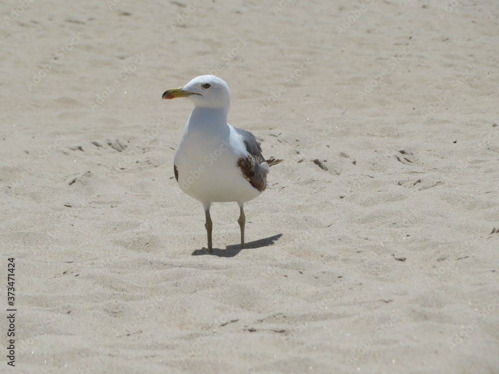 seagull walking on the beach seagull walking on the beach