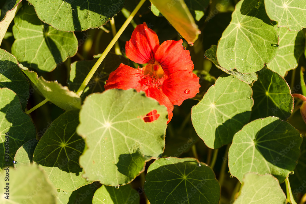 a red Nasturtium bloom peeking out in the back garden a red Nasturtium bloom peeking out in the back garden