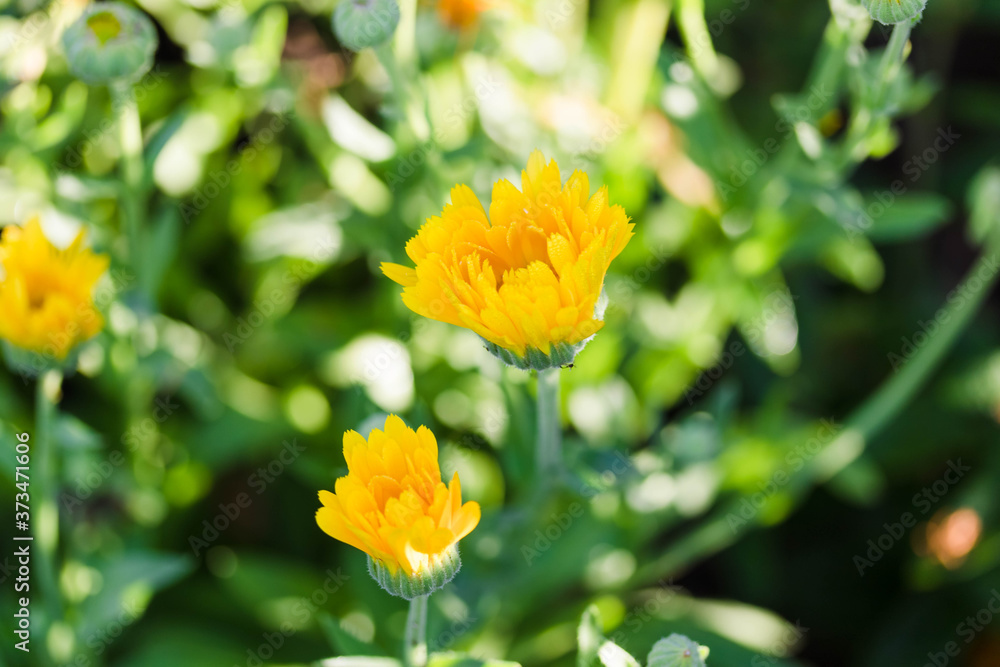 several yellow chrysanthemums just starting to bloom in the garden several yellow chrysanthemums just starting to bloom in the garden