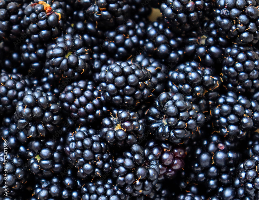 blackberry background in full frame blackberry background in full frame