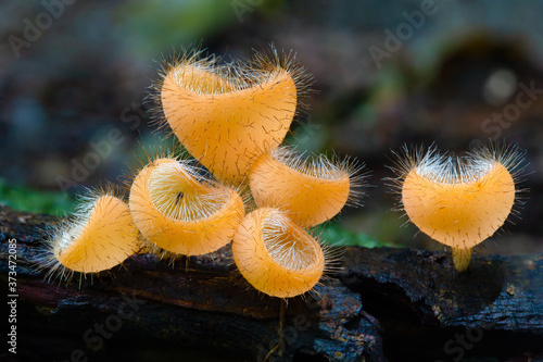 Orange fungi mushroom group in the rain forest, macro lens photography. 