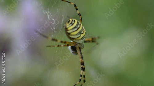 Large spider weaved a large web in the forest
