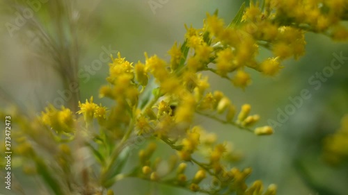 Summer field with yellow solidago sphacelata flowers