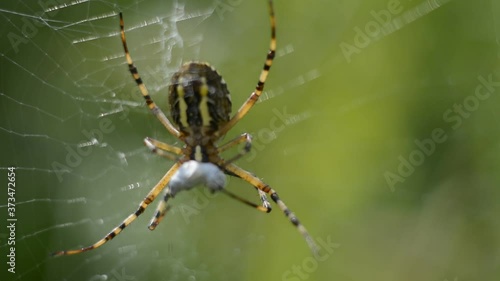 Large spider on a web close-up on a blurred forest background