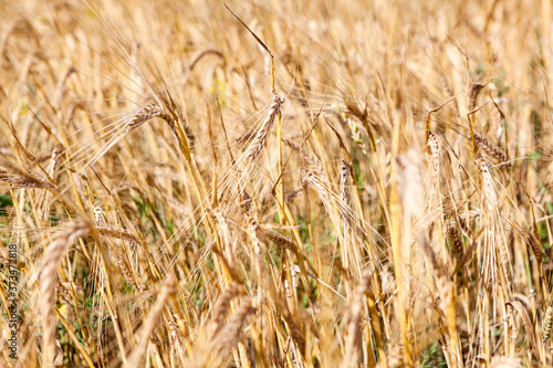 Close up of yellow wheat spikes, background