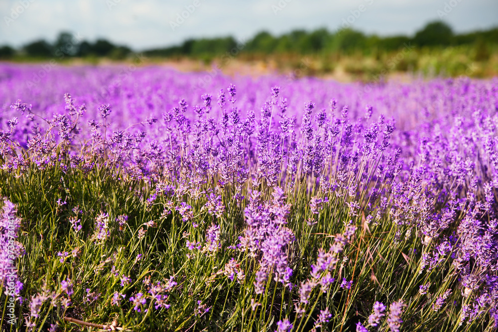 Beautiful lavender flowers growing in spring field Beautiful lavender flowers growing in spring field