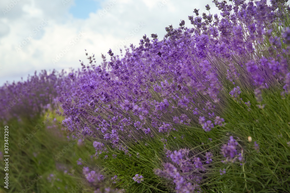 Naklejka premium Beautiful lavender flowers growing in field, closeup