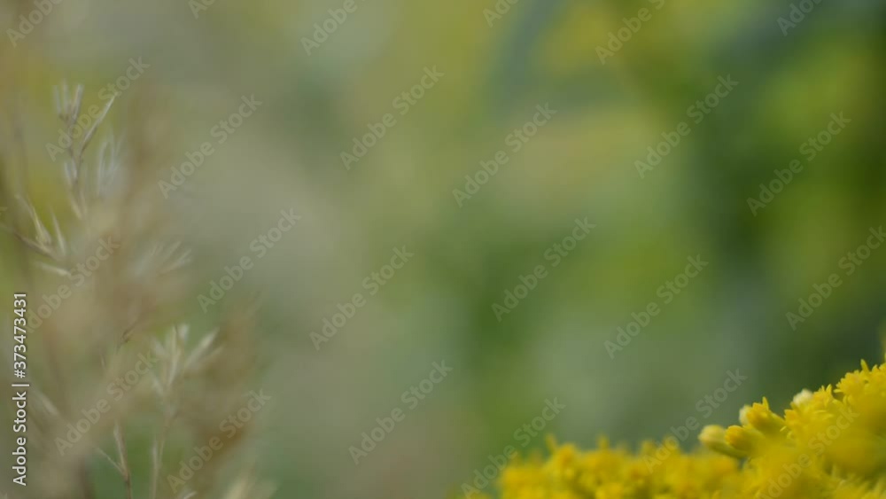 Bee collects nectar on yellow solidago sphacelata flowers Bee collects nectar on yellow solidago sphacelata flowers
