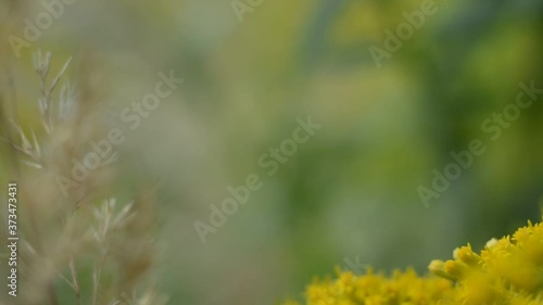 Bee collects nectar on yellow solidago sphacelata flowers photo